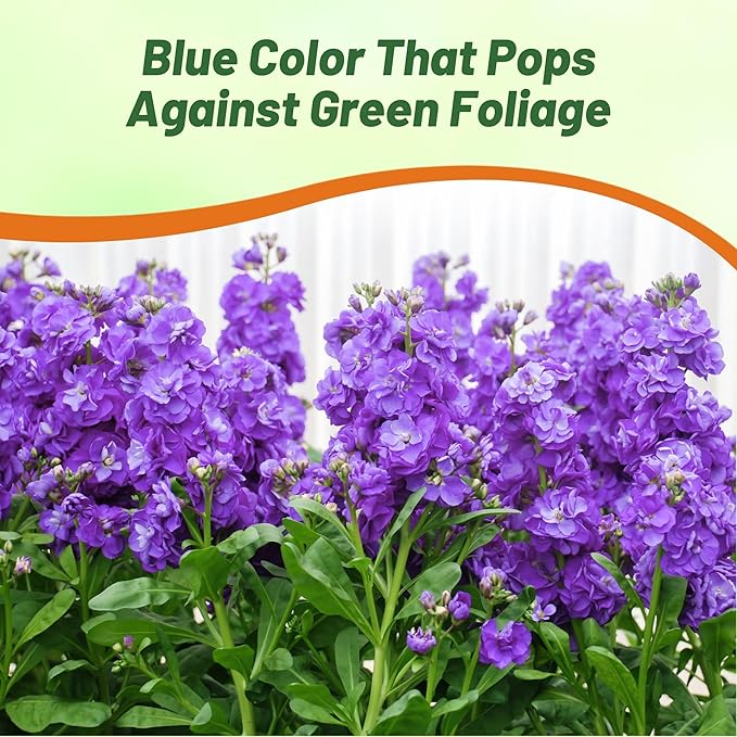 Outsidepride Ten Week Blue Mattiola Stock Seeds - 2000 Pcs Annual Flower Seeds for Planting with Fragrant Blooms That Attract Pollinators, Compact Growth, for Cut Flower Arrangements & Containers