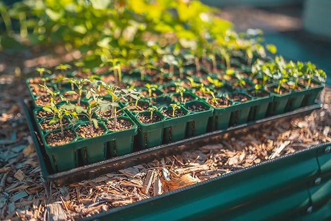 Vego garden Standard Seedling Trays Without Lids, 8 Pack for Seedlings Reusable Propagator Growing Starter Tray, Germination Trays Kit for Greenhouse/Garden (8-Cell per Tray)