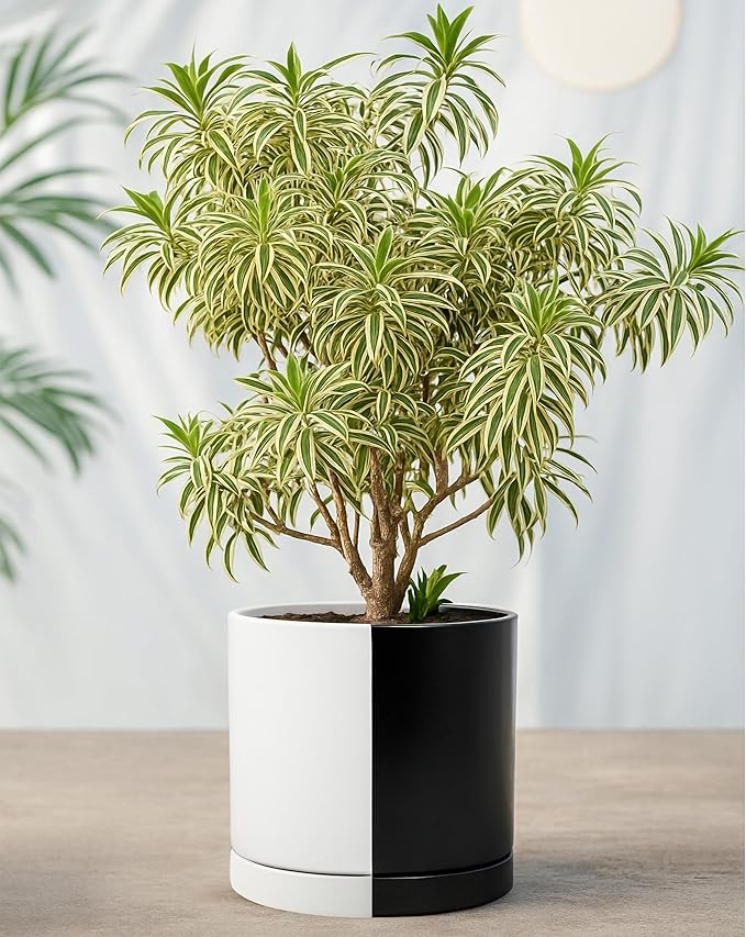 D'vine Dev 10 Inch Ceramic Planter Pot with Drainage Hole and Saucer, Indoor Cylinder Round Planter Pot, Split Monochrome Black & White, 94-O-E-0
