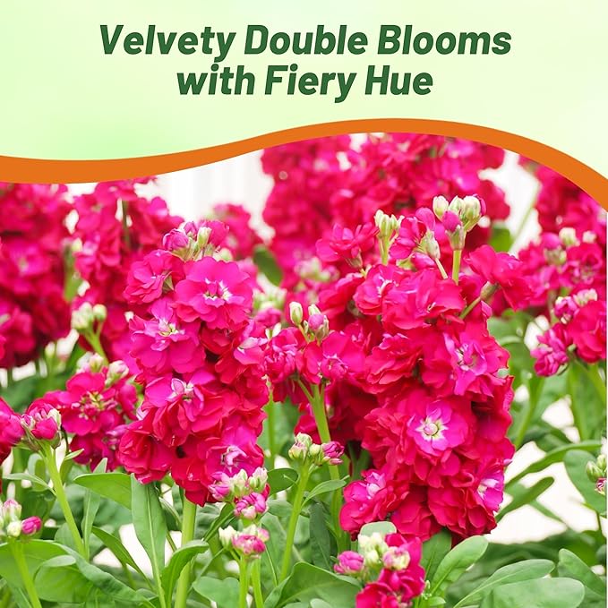 Outsidepride Ten Week Crimson Mattiola Stock Seeds - 2000 Pcs Annual Flower Seeds for Planting with Fragrant Blooms That Attract Pollinators, Compact Growth, for Cut Flower Arrangements & Containers