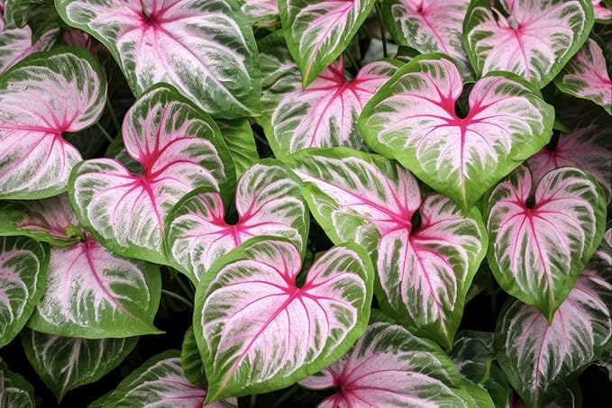 Coral Sky Caladium Bulbs for Planting - Perennial Hosta, Elephant Ears, Fancy - Tropical Plants with Stunning Color (10 Bulbs)