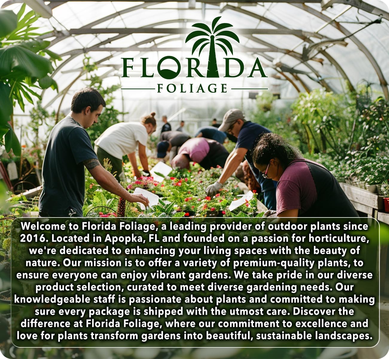 Salvia Mexican Sage Plants | 10 Live Seedlings | Salvia leucantha | Velvety Purple Flower Spikes | Drought Tolerant Landscape Perennial