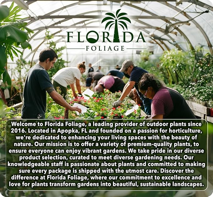 Bulbine Frutescens Hallmark Orange - 30 Live Plants - Butterfly Attracting Flowering Groundcover