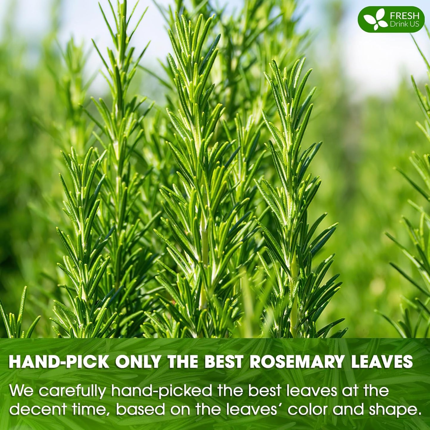 FreshDrinkUS, Premium 40 Rosemary Leaf Tea Bags, 100% Natural and Pure Rosemary Dried Leaves, Pure Rosemary Herbal Tea, No Additives, No Caffeine, No Gluten, Vegan.