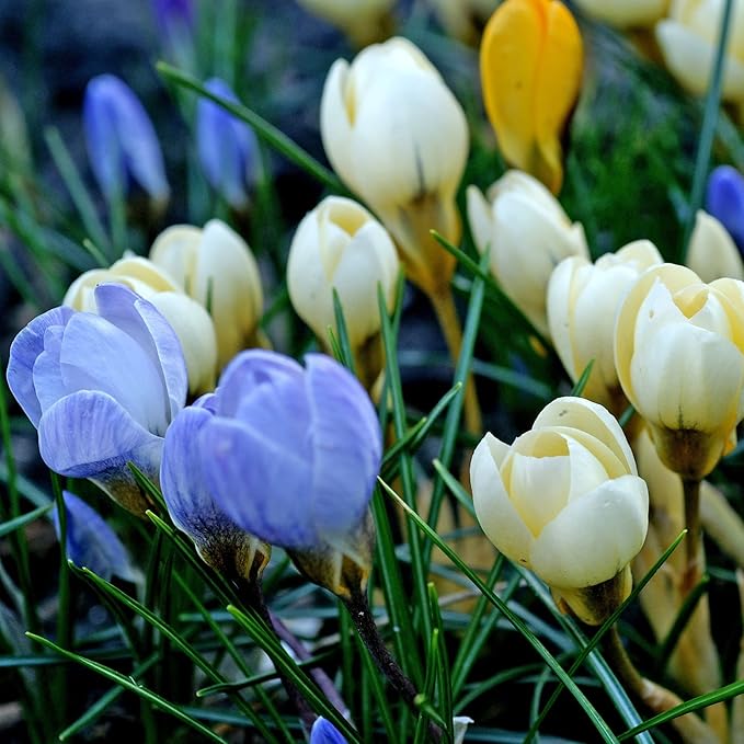 Easy to Grow Crocus 'Chrysanthus Mix' Plant Bulbs (60 Pack) - Mixed Violet, Yellow, & White Flowering Blooms in Early Spring Gardens