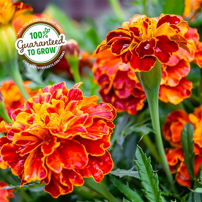 Back to the Roots Organic Marigold Flower Grow Kit with Plantable Starting Pot Soil and Seeds
