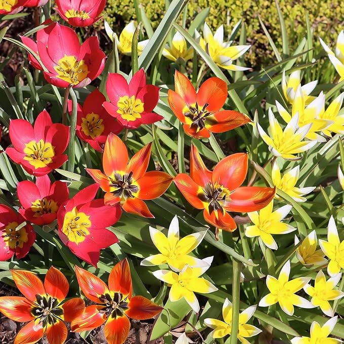 Mixed Ground Cover Tulip Bulbs (15-Pack) Low-Growing Tulips Bulbs for Fall Planting β Colorful Tulips for Borders, Beds & Walkways