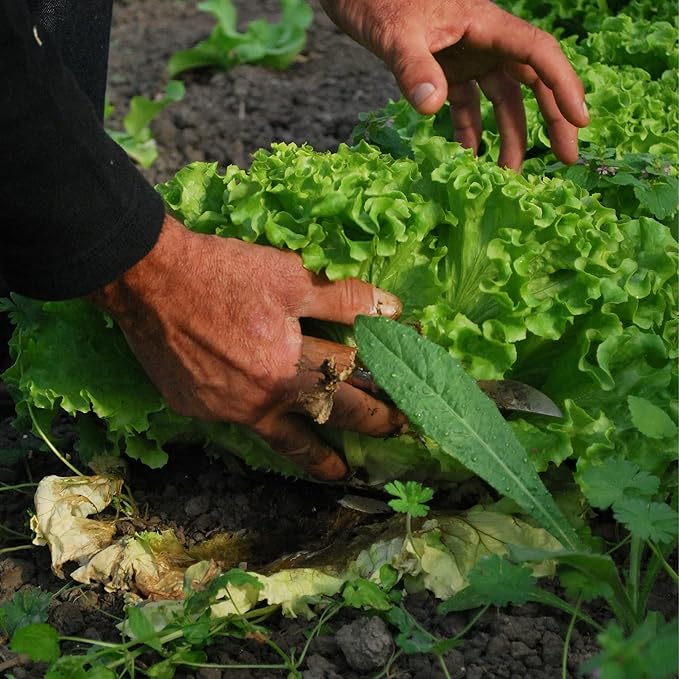Farm Plastic Supply - Clear Greenhouse Plastic Sheeting - 6 mil - (25' x 15') - 4 Year UV Resistant Polyethylene Greenhouse Film, Hoop House Green House Cover for Gardening, Farming, Agriculture