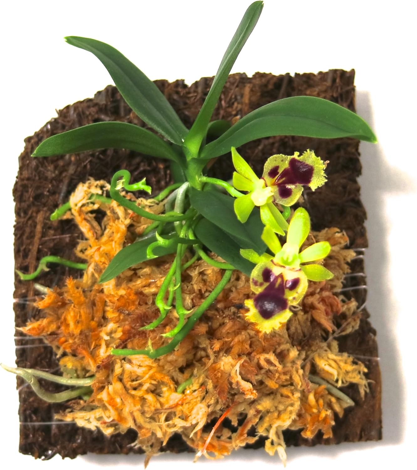 Miniature Orchid: Haraella retrocalla, Mounted, Adult Size