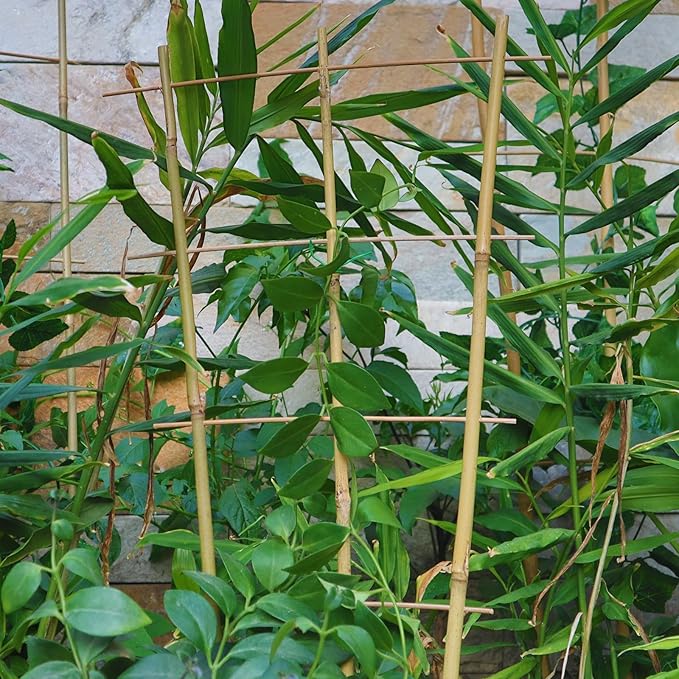 10 Pack 2ft Bamboo Trellis for Climbing Plants-Natural Garden Ladder Trellis, Fan -Shaped Support Trellis for Potted Plant Decor in Door