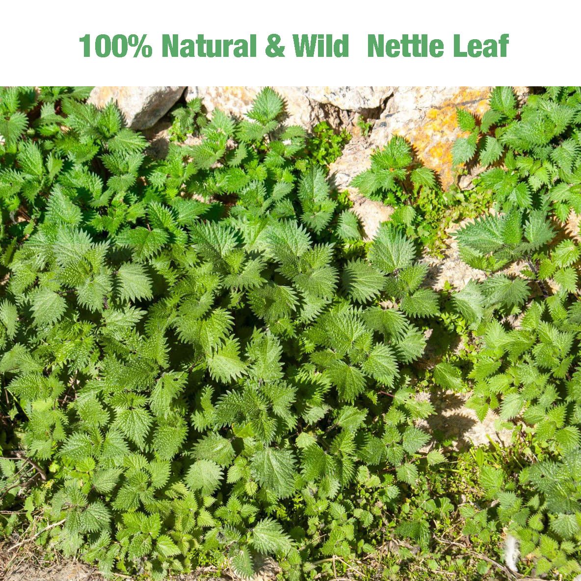 55 Nettle Leaf Tea Bags, 100% Natural & Pure Stinging Nettle Tea, Dried Nettle Herb Leaves, Caffeine Free