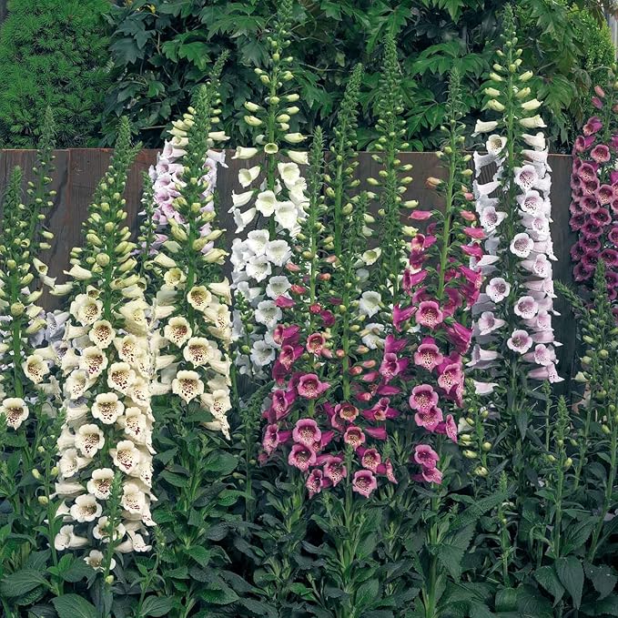 Eden Brothers Foxglove Seeds - Camelot Mix