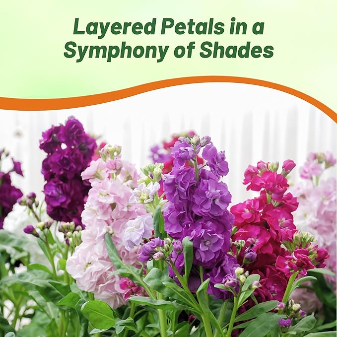 Outsidepride Ten Week Mix Mattiola Stock Seeds - 1000 Pcs Annual Flower Seeds for Planting with Fragrant Blooms That Attract Pollinators, Compact Growth, for Cut Flower Arrangements & Containers