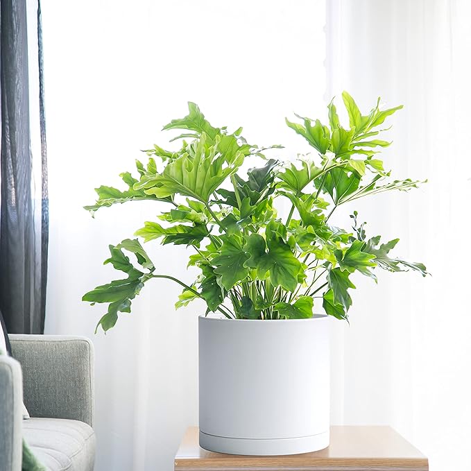 D'vine Dev 8 Inch 10 Inch 12 Inch, Set of 3 Plastic Planter Pots for Plants with Drainage Hole and Seamless Saucers, White Color, X-Large, 74-V-A-5