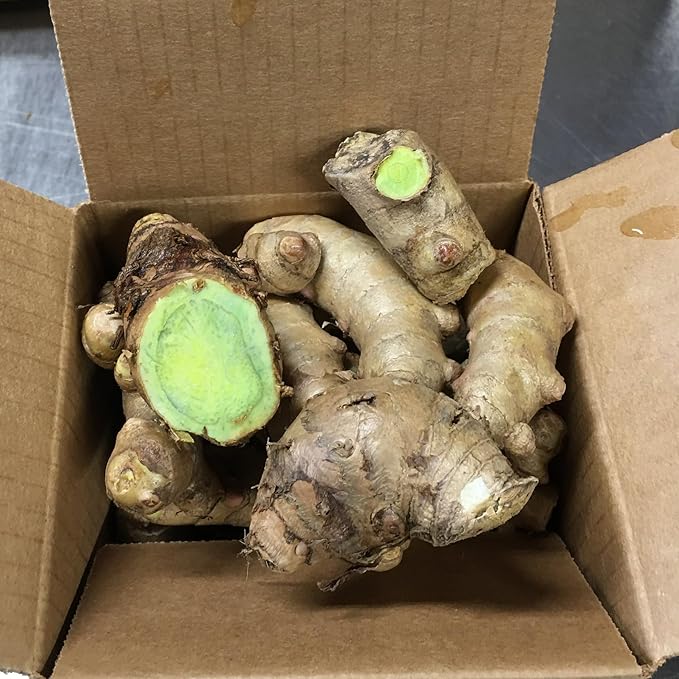 Green Turmeric Live Plant - (Curcuma aeruginosa) - Rare Medicinal Herb, Vibrant Pink Flowers, Ideal for Tropical Gardens (2 Green Turmeric Bags)