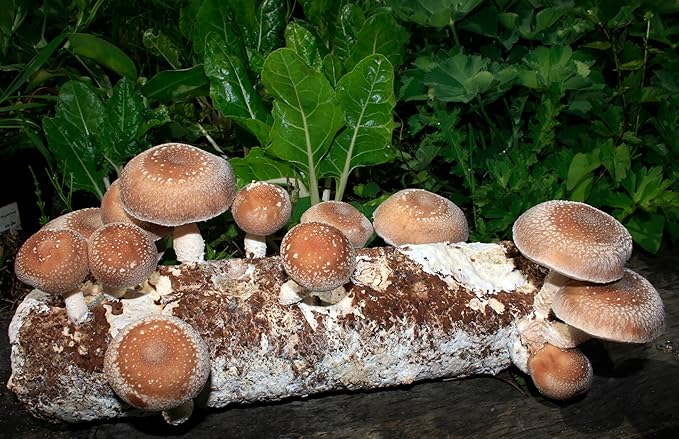 Root Mushroom Farm- Shiitake Mushroom Grow Kit-Start Right Away Once Received