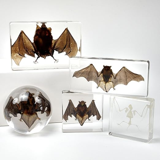 Real Bat Specimens, Resin Animal Specimens, Animal Skulls, Quirks, Biology, for Animal Specimen Enthusiasts, Science Classroom Science Education (Luminous Bat 3.5x3.5x1.5 inch)