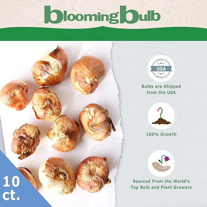 Mount Tacoma Double Late Tulip Bulbs (10-Pack) Elegant White Tulips for Fall Gardens β Hardy Tulip Bulbs for Fall Planting