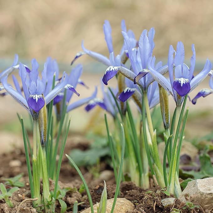 Clairette Dwarf Iris Bulbs (10-Pack) Early Blooming Sky-Blue Iris for Fall – Perfect for Borders, Rock Gardens & Containers