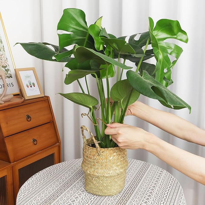 PRETTY JOLLY 5PCS Iron Monstera Plant Support Stakes Premium Plant Stand for Indoor & Outdoor Plants Practical Leaf Holders,Durable Trellis Accessories for Gardening Enthusiasts(Tree)