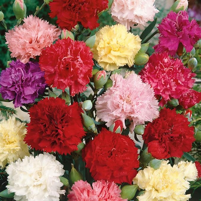 Eden Brothers Carnation Seeds - Chabaud Mix