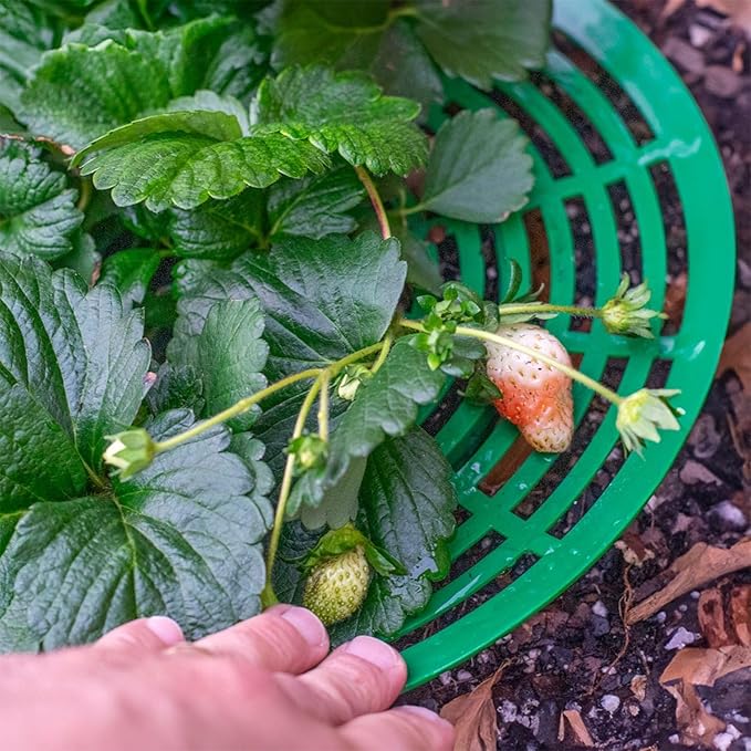 Strawberry Plant Support Frame, Round 12 inches, Perfect for Keeping Berries Off The Ground, Made in The USA - Pack of 4