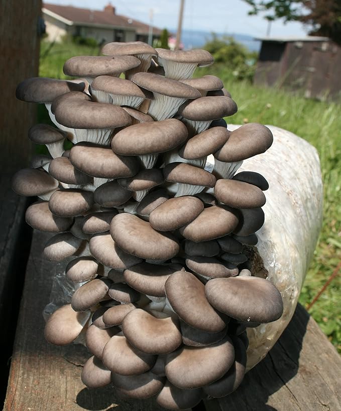 Two Mushroom Grow Kits, 3Lb Each (Two Blue Oyster Kits)