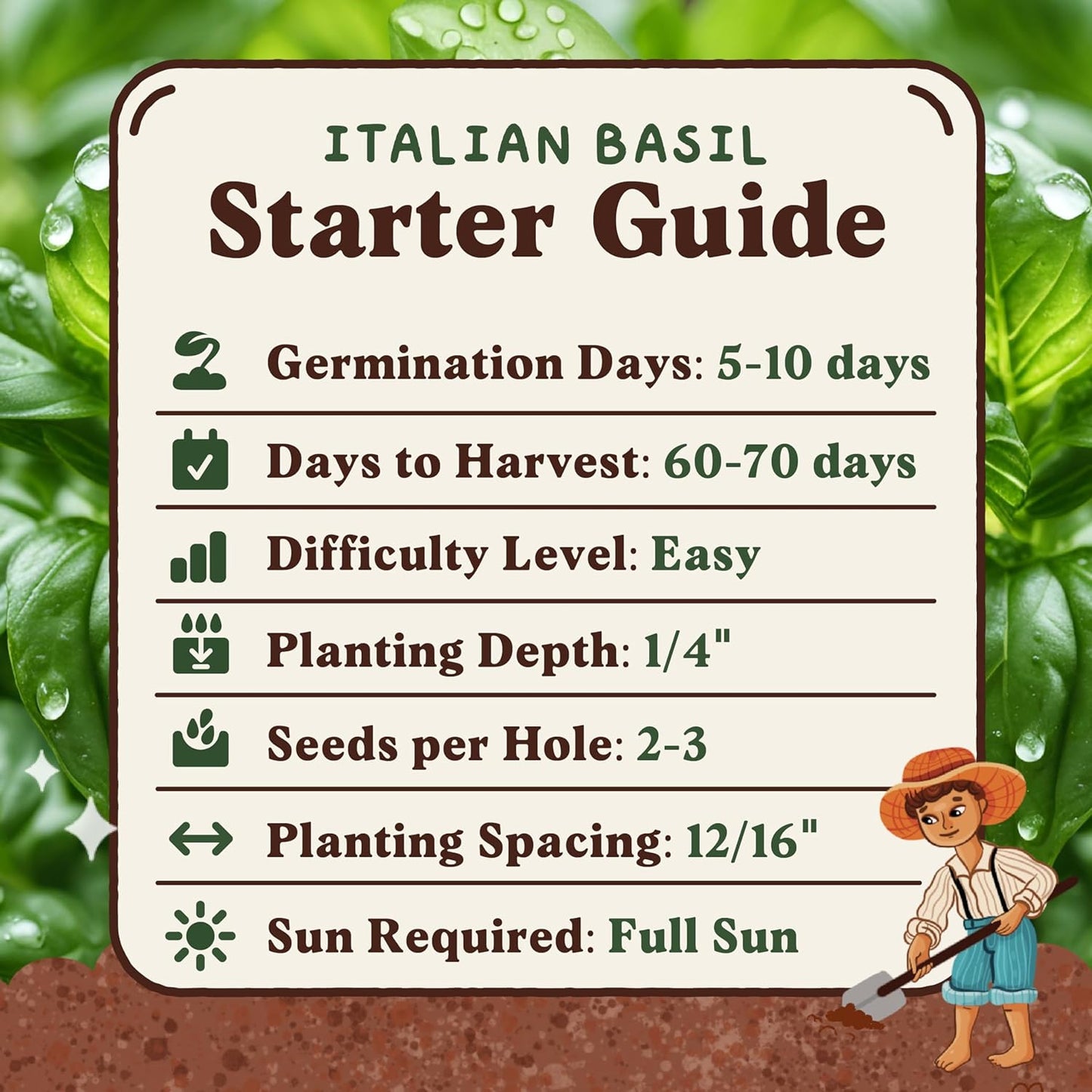 Seedboy 250 Organic Basil Seeds for Planting Indoor and Outdoor, Non-GMO and USDA Certified Herb Seed Packet for Hydroponic Garden Indoor or Planting Outdoors (Genovese Basil)