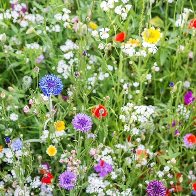 Created By Nature Idaho Wildflower Seed Mix, 14 Flower Varieties, 53,000 Seeds