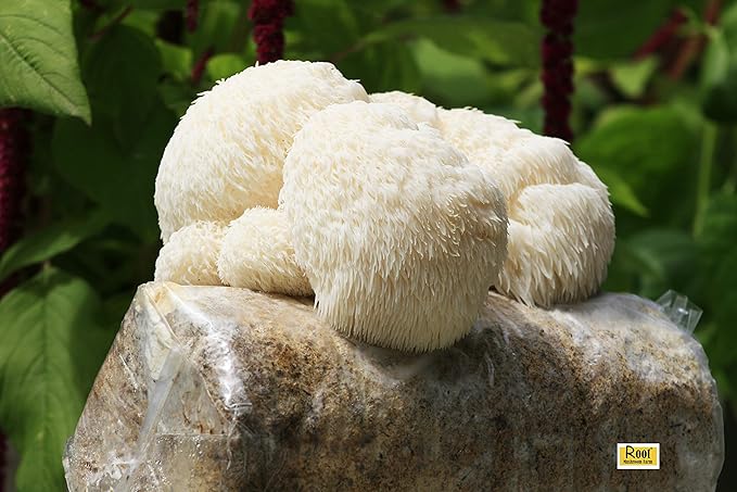 Lion's Mane Grow Kit (one kit), 3.2 Pound Log