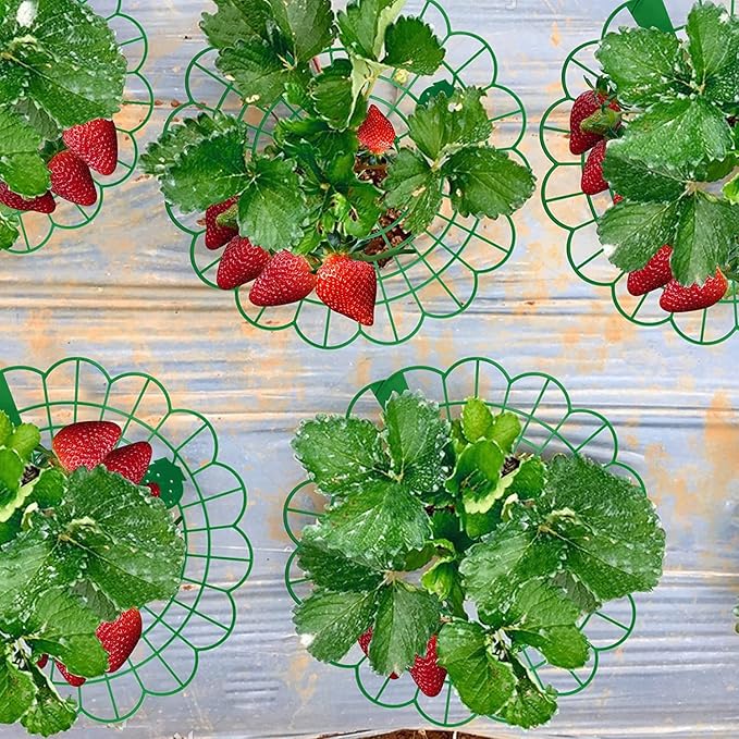 10 Pcs Strawberry Plant Support Stand Strawberry Growing Racks with 3 Sturdy Legs Strawberry Growing Frame Keeping Fruit Elevated to Avoid Ground Rot