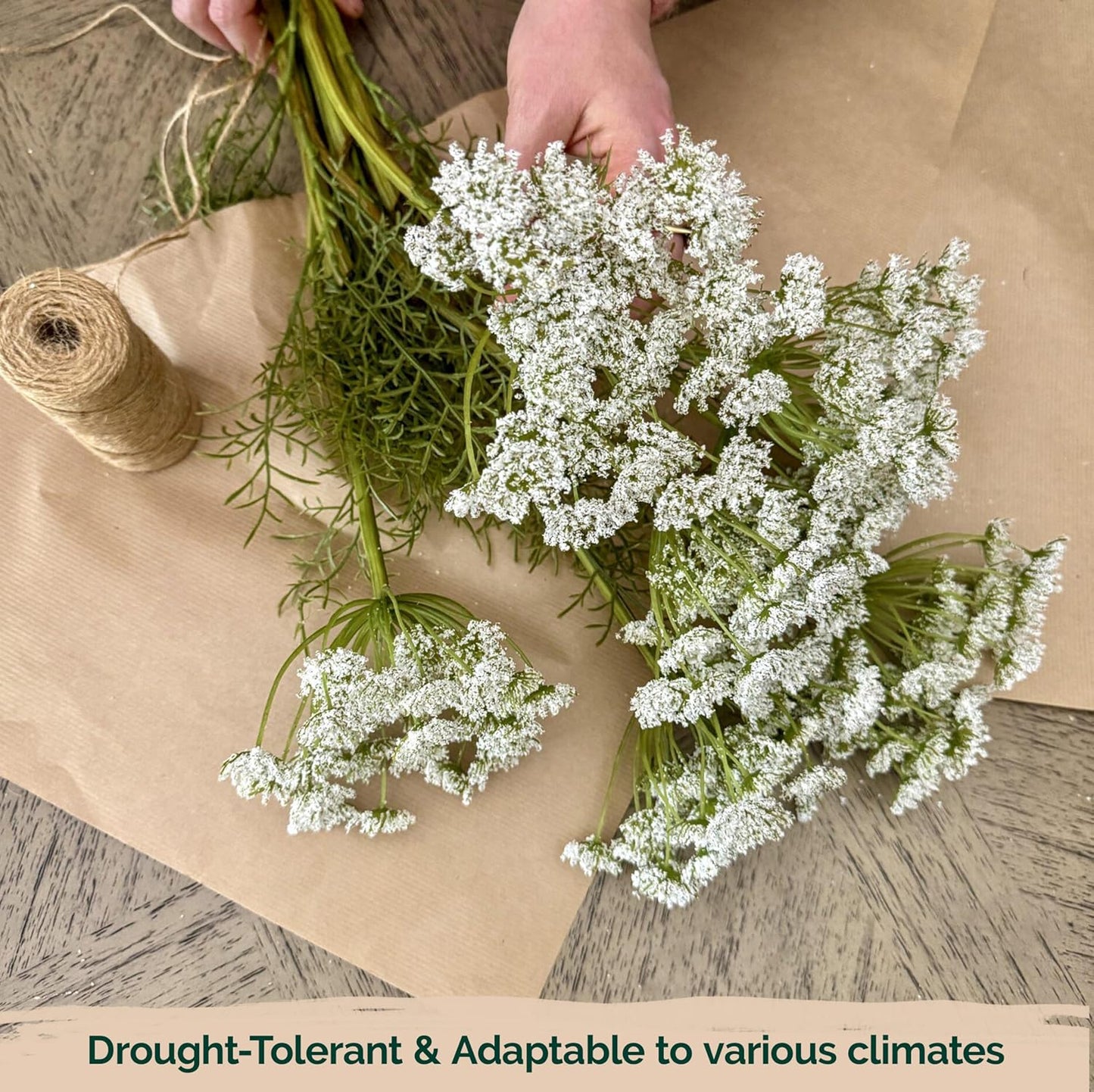 KVITER 1000 White Queen Anne's Lace Seeds (Ammi Majus) – Bishop Flower, Heirloom, Non GMO & Organic Wildflower, False Queen Annes Lace – Pollinator-Friendly Flower Seeds to Plant Outside in any Garden