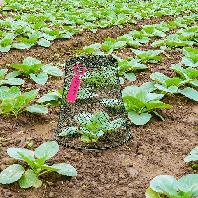 20 Pcs 9×9inch Chicken Wire Plant Covers Wire Garden Cloches Chicken Wire Cloche Plant Protector Metal Heavy Duty Garden Plant Cloche for Keeping Bunnies Chicken Squirrels Birds Other Out