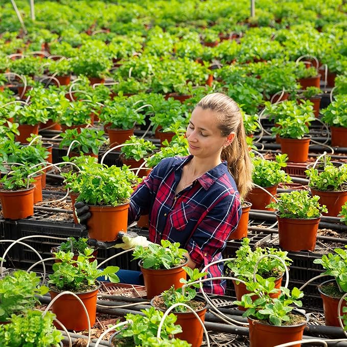 Augshy 75 Pcs 6" Plastic Plants Nursery Pot, Indoor Outdoor Seed Starting Pots