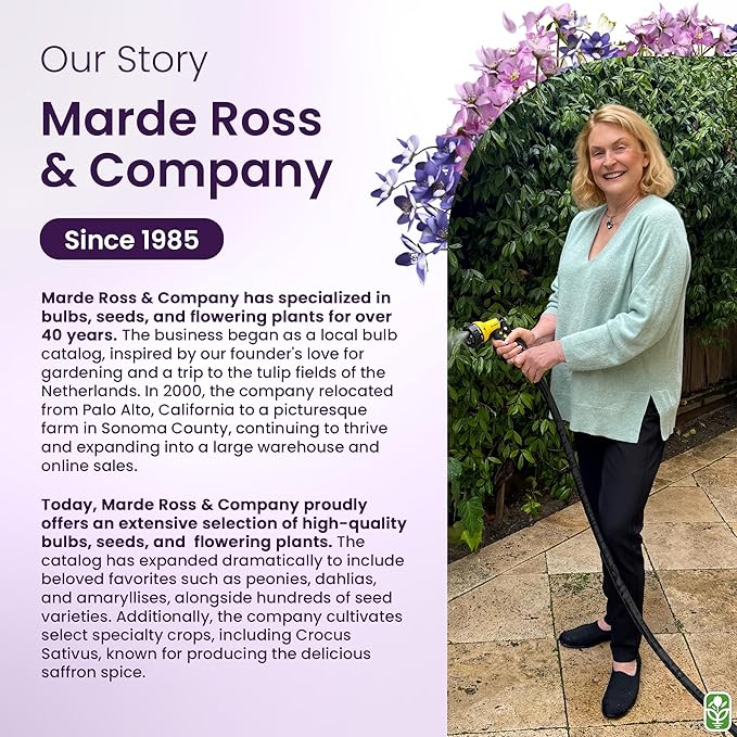 Masoniorum Crocosmia Bulbs for Planting - 5 Large Bulbs - 30-48" Flower - Perennial Bulbs for Planting Outdoors