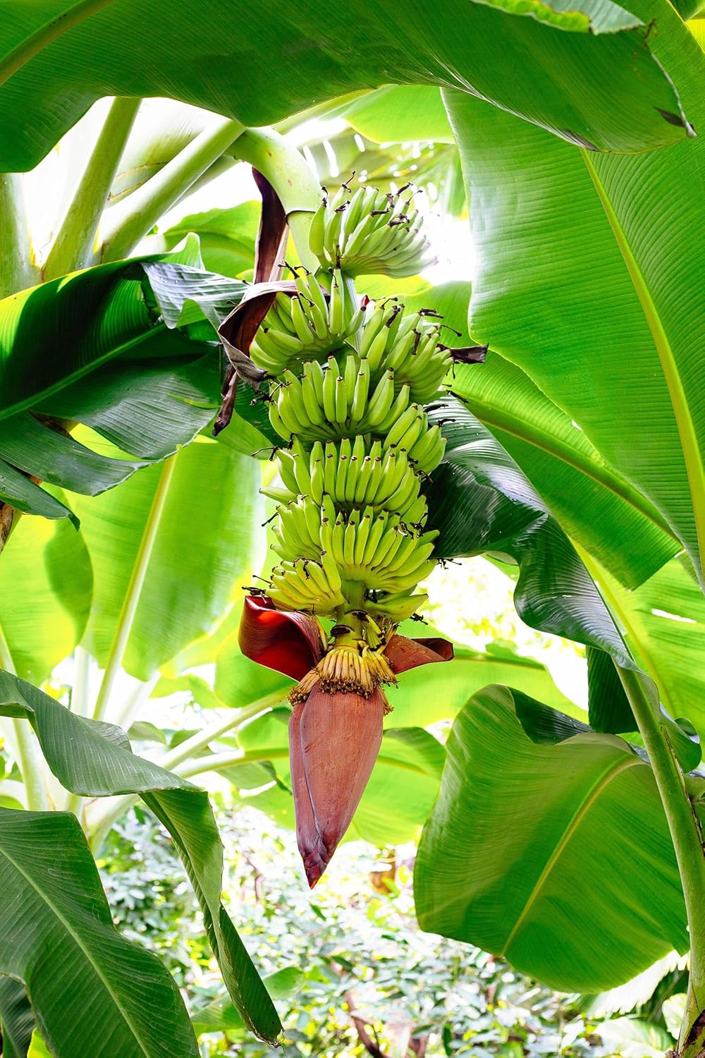 Banana Basjoo (Musa basjoo) Plants (4 Pack) β Live Plants for Planting, Cold Hardy Banana for Lush Tropical Look, Fast Growing Garden or Patio Foliage, Thrives in Zones 5β11