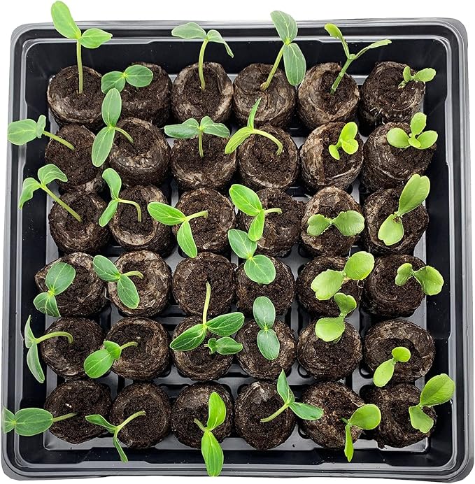 Jiffy Seed Starting Tray Kit, 36 Cell 36mm Peat Pellets with Bonus - 3 Pack, 108 Pellets Total