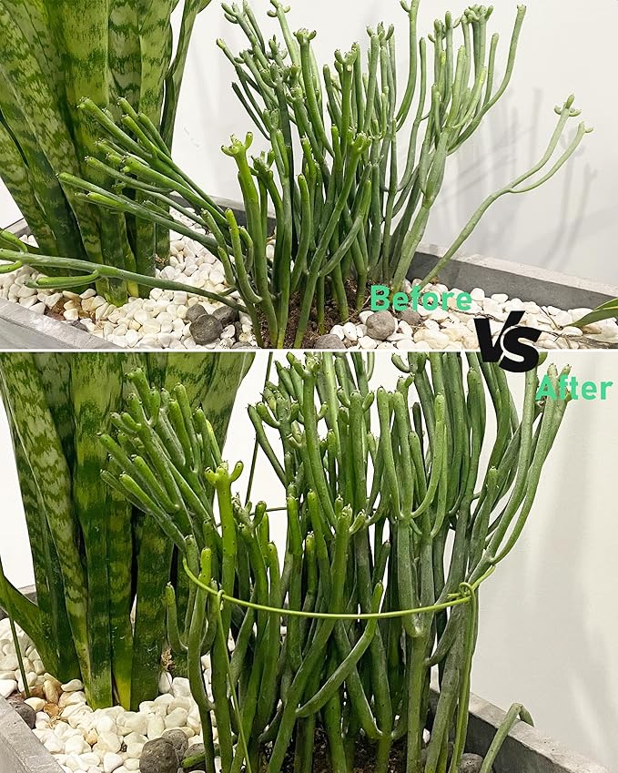 5-Pack Heavy Duty Garden Plant Stakes, 3.2mm Steel Plant Support Stakes for Indoor Outdoor Use - Tomato Cages, Monstera, Peony Supports for Potted Plants & Trees - 6" W x 11" H (Mint Green)