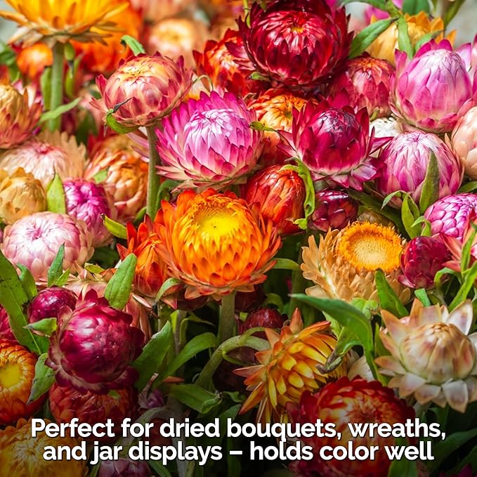 KVITER 1,500 Tall Mix Strawflower Seeds for Planting (Xerochrysum/Helichrysum Bracteatum) — Golden Everlasting Flower, Paper Daisy — Ideal Organic, Heirloom Cut Flower Seeds to Plant Outside & Drying