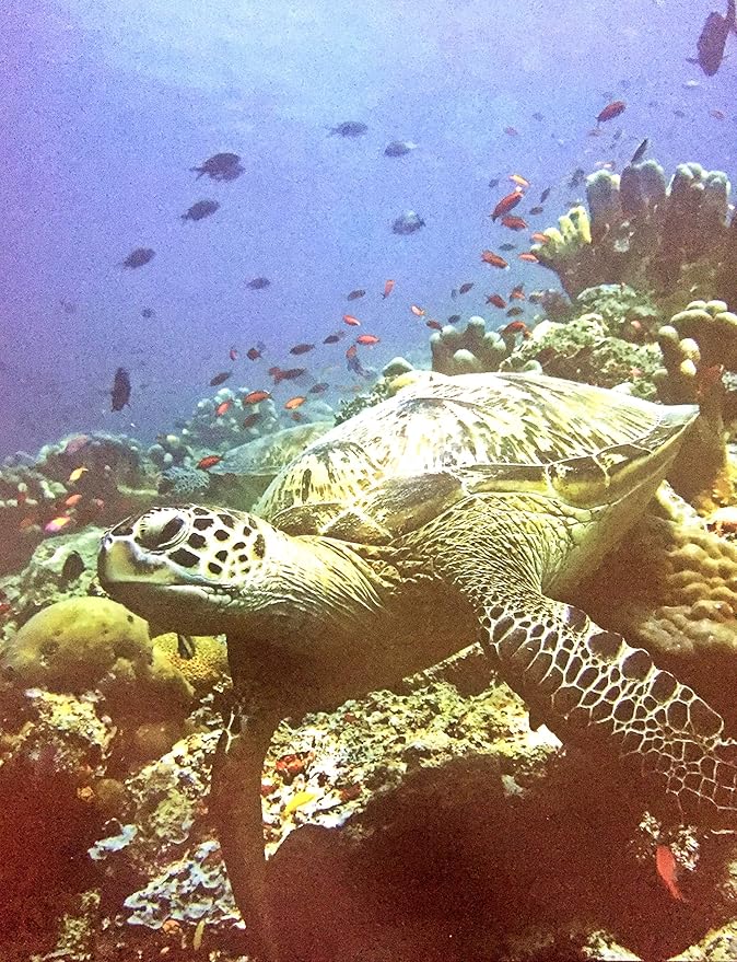 Bellaa Turtle Garden Statues Home Decor Tortoise Realistic Cute Large Animal Sculptures Gilbert Zen Garden Patio Lawn Yard Art Tanya Talia Galapagos Todd Outdoor Figurines 15 inch