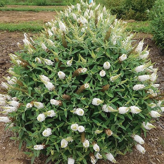 TriStar Plants - Butterfly Bush White, 1 Gallon Trade Pot - 1'ft Tall - Established Potted Plant, Buddleja - Fast Growing, Attracts Pollinators (White)
