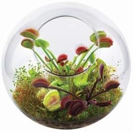 Carnivorous Fly Trap Glass Terrarium Garden Kit by Unique Gardener, Plant Terrarium Starter Supplies for Indoor Gardening - Watch Jaws Snap Shut - Easy & Fun Flytrap Planting Lasts for Years!