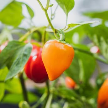 Mini Belle Pepper Mix - Complete Seed Pod Plugs with Plant Food - 10 Pods for Hyrdoponic Gardens, Click and Grow, Lettuce Grow and Outdoor Gardens