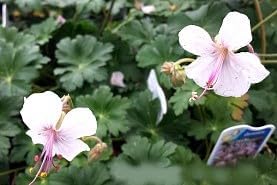Greenwood Nursery: Live Perennial Plants - 'Biokovo' Cranesbill + Geranium x Cantabrigiense - [Qty: 1x Pint Pot] - (Click for Other Available Plants/Quantities)