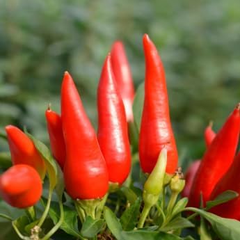 Taquito Pepper - Complete Seed Pod Plugs with Plant Food - 10 Pods for Hydroponic Gardens, Click and Grow, Lettuce Grow and Outdoor Gardens