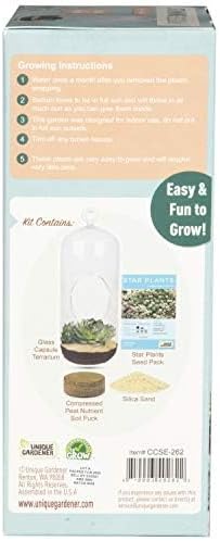Sedum Succulent Carefree Capsule Terrarium Kit - DIY Indoor Hanging or Standing Garden Starter Set with Complete Supplies, Easy to Grow Terrariums for Home Decor! (Stunning Sedum)