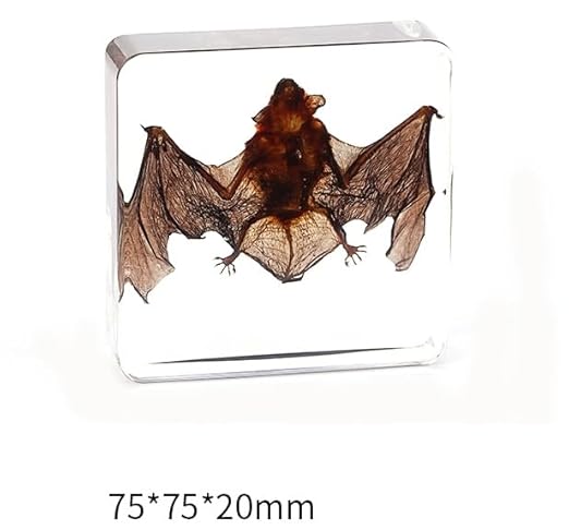 Real Bat Specimens, Resin Animal Specimens, Animal Skulls, Quirks, Biology, for Animal Specimen Enthusiasts, Science Classroom Science Education (Bat 3 x 3 x 1 inch)
