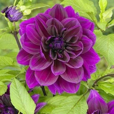Thomas Edison Dahlia Bulbs | Perennial, Large Blooms, Dahlia Flowering Bulbs for Planting - Huge Purple Blooms - Easy to Grow, Perfect for Cut (1 Pack)