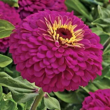 Park Seed Zinnia Flower Planting Seeds, Easy to Grow, Perfect for Spring Garden, Uproar Rose Hybrid, Pack of 15