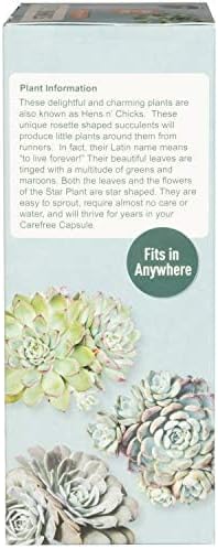 Sedum Succulent Carefree Capsule Terrarium Kit - DIY Indoor Hanging or Standing Garden Starter Set with Complete Supplies, Easy to Grow Terrariums for Home Decor! (Stunning Sedum)